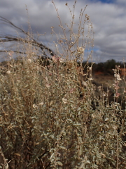 Atriplex stipitata
