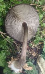 Pluteus similis