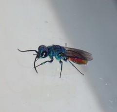 Chrysis terminata