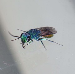 Chrysis terminata