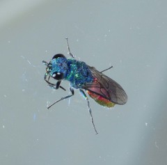 Chrysis terminata