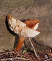 Lentinellus tasmanicus