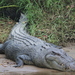 Saltwater Crocodile - Photo (c) Lorenzo Zambetti, some rights reserved (CC BY-NC-ND)