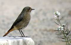Phoenicurus ochruros