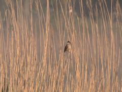 Acrocephalus arundinaceus