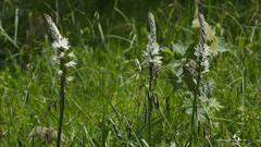 Asphodelus albus delphinensis