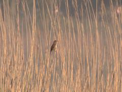 Acrocephalus arundinaceus