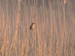 Acrocephalus arundinaceus