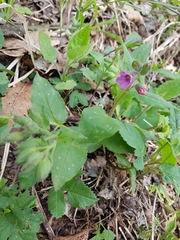Pulmonaria officinalis