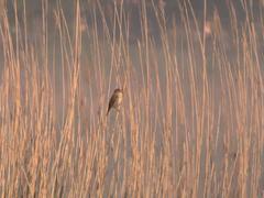 Acrocephalus arundinaceus
