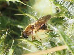 Cheilosia albipila