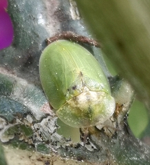 Cassida deflorata