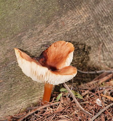 Lentinellus tasmanicus