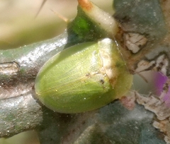 Cassida deflorata