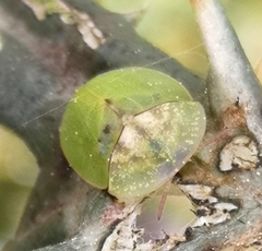 Cassida deflorata