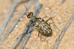 Cylindera contorta