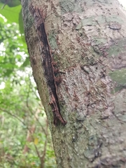 Ophiusa