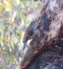 Climacteris erythrops