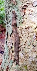 Ophiusa