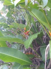 Heliconia bihai