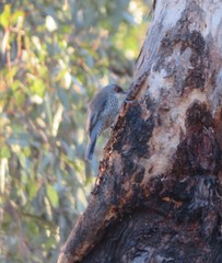 Climacteris erythrops