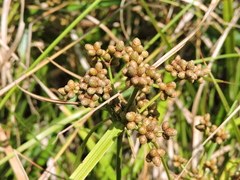 Scirpus ternatanus