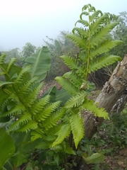 Cyathea horrida