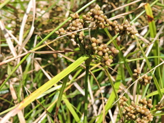 Scirpus ternatanus