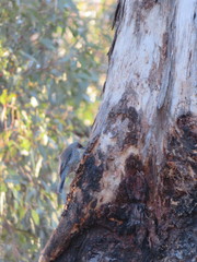 Climacteris erythrops