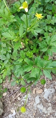 Ranunculus cantoniensis