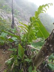 Cyathea horrida