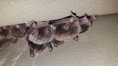 Miniopterus natalensis