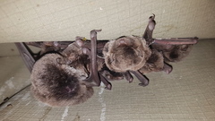 Miniopterus natalensis