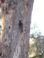 Climacteris erythrops