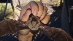 Miniopterus natalensis