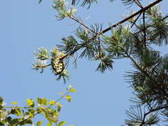 Pinus fenzeliana