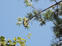 Pinus fenzeliana