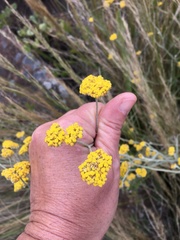 Helichrysum oligopappum