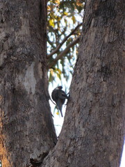 Climacteris erythrops