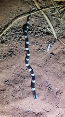 Elapsoidea boulengeri