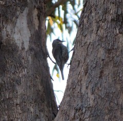 Climacteris erythrops