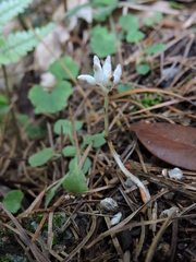 Burmannia championii