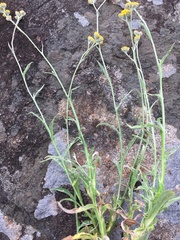 Helichrysum oligopappum