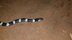 Elapsoidea boulengeri