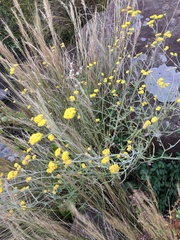Helichrysum oligopappum
