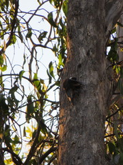 Climacteris erythrops