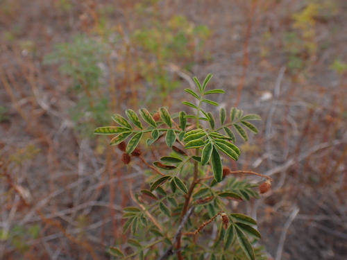 Image of Glycyrrhiza acanthocarpa by (c) Nina Kerr, some rights reserved (CC BY)