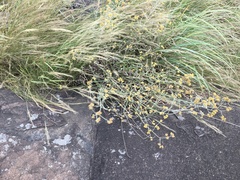 Helichrysum oligopappum