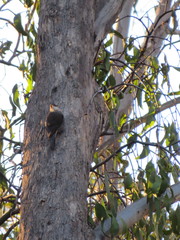 Climacteris erythrops