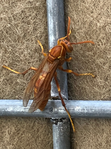 Arabian paper wasp
